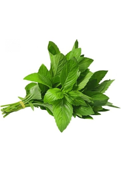 Yediveren Nane Tohumu 100 Adet Tohum fiyatları