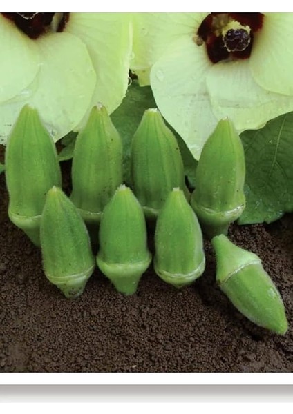 Tarım Ata Tohumu Yerli Küçük Bamya 100 Adet Tohum