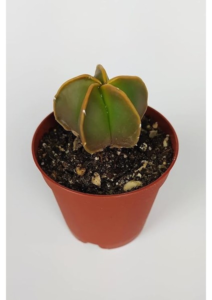 Lü Astrophytum Özel Tür Kaktüs Seti 5.5 cm Saksıda fiyatları