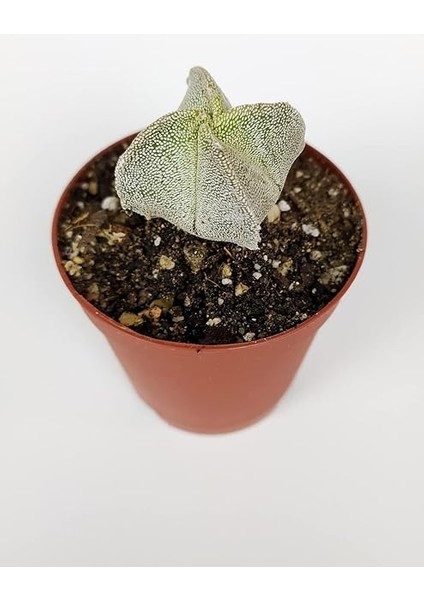 Lü Astrophytum Özel Tür Kaktüs Seti 5.5 cm Saksıda modelleri
