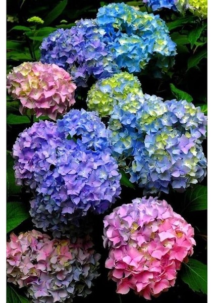 Dünyam 15 Adet Karışık Renkli Özel Ortanca Çiçeği Tohumu