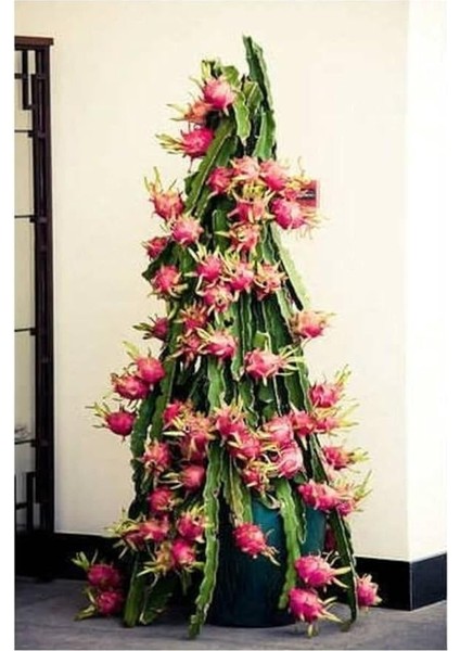 Look Cüce Ejder Meyvesi Tohumu / 10+ Tohum TH-THMCMTHM581