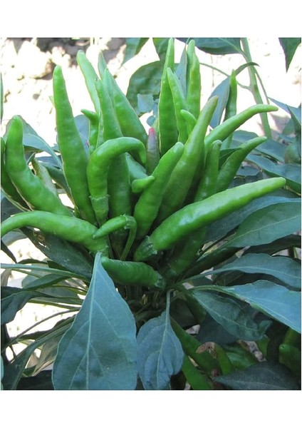 Tarım Ata Tohumu Yerli Süs Biberi 100 Adet Tohum