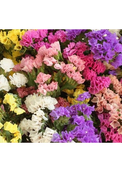 Limonyum Çiçeği Tohumu (Ölümsüz Çiçeği) Karışık Renkli - 15 Tohum