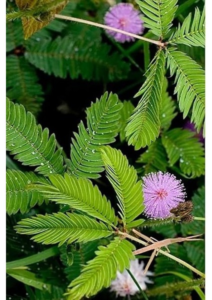 Look Mimoza, Küstüm Çiçeği Tohumu / 5 Adet Tohum TH-THMCMTHM383 fırsatları