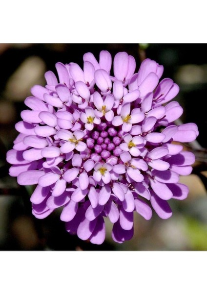 Dünyam 10 Adet Mor Renkli Girit Çiçeği Tohumu Kokulu