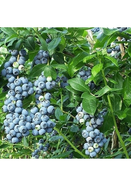 Tüplü Bluegold Yaban Mersini Fidanı