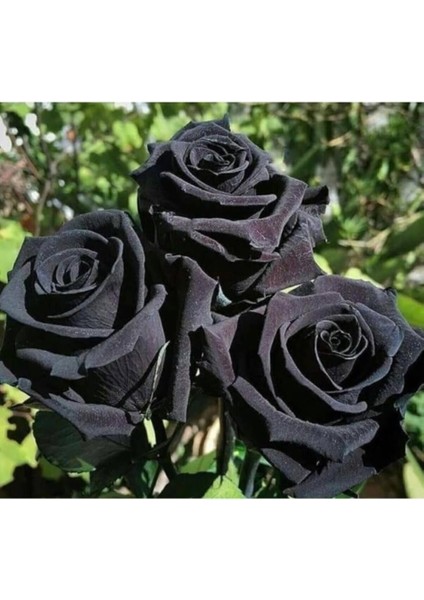 Dünyam 5 Adet- Siyah Gül Tohumu