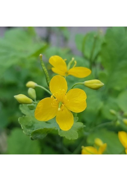 Otu Tohumu (5 Tohum)