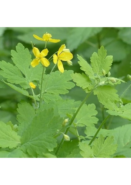 Otu Tohumu (5 Tohum) fiyatları