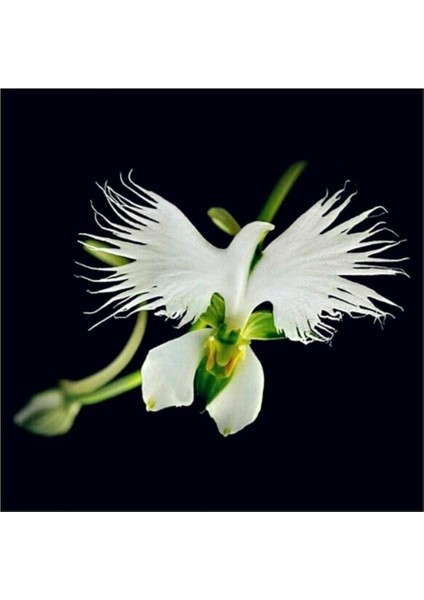 Look Nadir Japon Radiata Orkide Tohumu 5 Adet Tohum Çiçek Tohumu TH-8777963100094