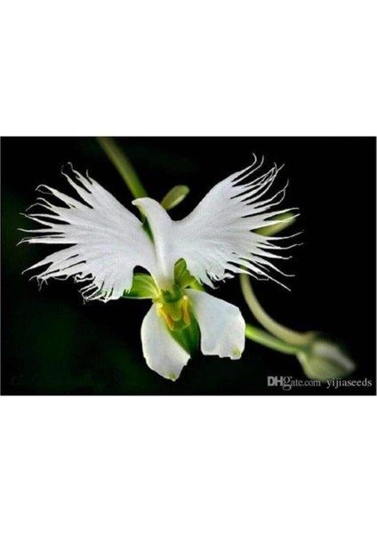 Look Nadir Japon Radiata Orkide Tohumu 5 Adet Tohum Çiçek Tohumu TH-8777963100094 modelleri