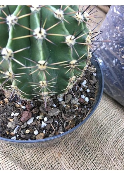 Kaktüs Toprağı 10 Lt Özel Karışım Sukulent Toprağı Aloe Vera Toprağı Kaktüs Harcı Teraryum Toprağı modelleri