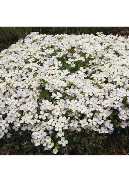 Dünyam Karışık Renkli Sarkan Obrizya Çiçeği Tohumu 35 Adet indirimleri