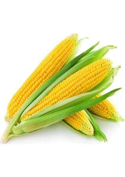 Organik Mısır Tohumu 1 Paket (10GR=45+ Adet) Tatlı Mısır Tohumu