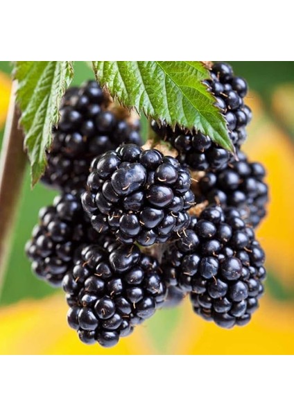 Tüplü Dikensiz Jumbo Böğürtlen Fidanı