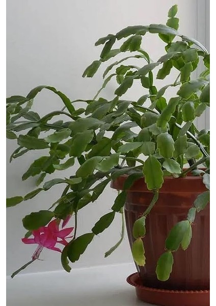 Look Schlumbergera Fuchsia Yılbaşı Çiçeği Tohumu / 20 Adet Tohum TH-THMCMTHM432 fırsatları