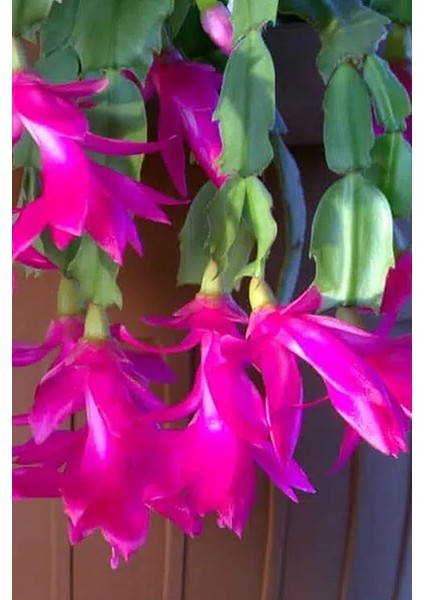 Look Schlumbergera Fuchsia Yılbaşı Çiçeği Tohumu / 20 Adet Tohum TH-THMCMTHM432 indirimleri