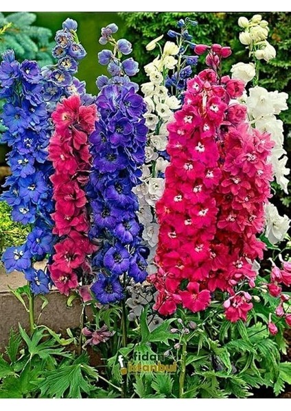 Dünyam 10 Adet Karışık Renkli Hazeran Çiçeği Tohumu fiyatları