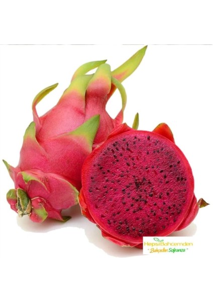 Dünyam Tropikal Kırmızı Pitaya Meyvesi Tohumu 10 Adet Tohum