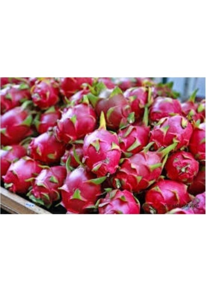 Dünyam Tropikal Kırmızı Pitaya Meyvesi Tohumu 10 Adet Tohum fırsatları