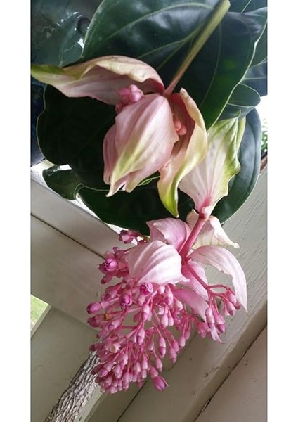 Look Medine Gülü Çiçek Tohumu 10 15 Adet TH-2022DSHNGLKTHM137 fiyatları