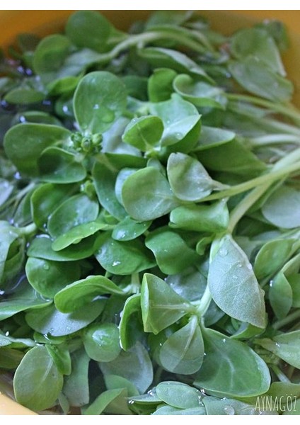 Garden Doğal Anadolu Semizotu 1000 Ad. Tohum