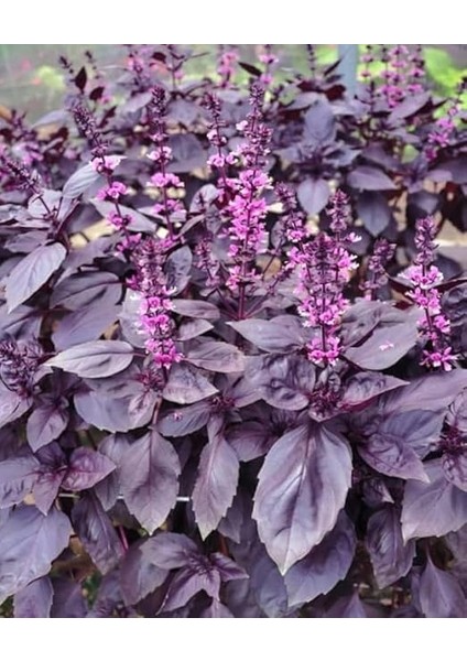 Tarım Ata Tohumu Yerli Mor Reyhan Turan 1000 Adet Tohum modelleri