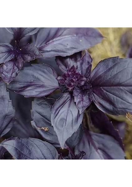 Tarım Ata Tohumu Yerli Mor Reyhan Turan 1000 Adet Tohum fırsatları