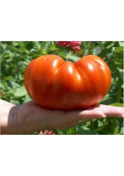 Ithal Dev Hollanda Domates Tohumu 10 Adet Tohum fiyatları