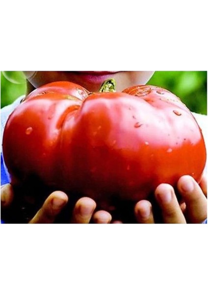 Ithal Dev Hollanda Domates Tohumu 10 Adet Tohum fırsatları