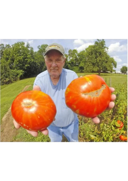 Ithal Dev Hollanda Domates Tohumu 10 Adet Tohum indirimleri