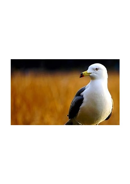 SEL-55210 Telefoto Zoom Lens, 55-210 Mm, F4.5–6.3, Oss, Aps-C, A6000, A5100, A5000 ve Nex Serisi Için Uygun, E-Mount, Siyah (Sony Eurasia Garantili) fiyatları