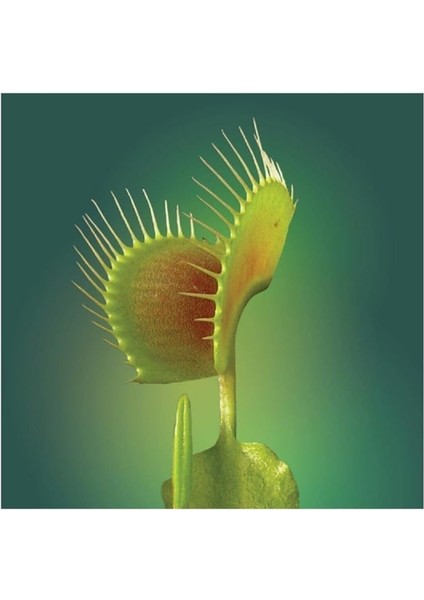 Look Venus Fly Trap Tohumu 5 Adet Tohum Etçil Bitki Etobur Bitki Sinek Kapan TH-8777963100152 fiyatları