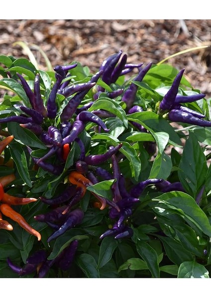 Tarım Yerli Doğal Acı Mor Cin Biberi 100 Adet Tohum