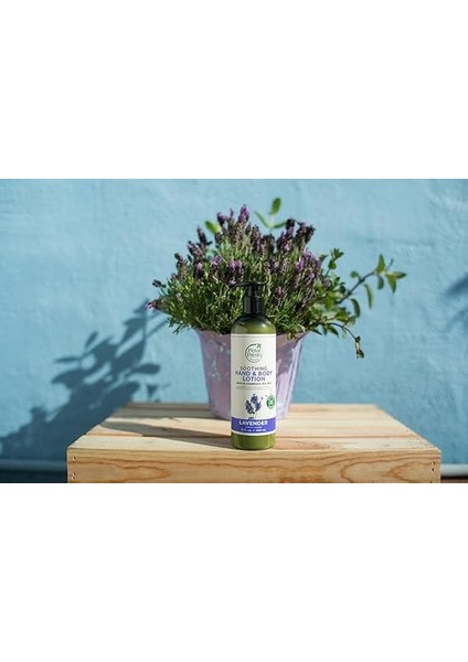 Fresh Lavanta Özlü Yatıştırıcı El ve Vücut Losyonu, 355 ml fiyatları