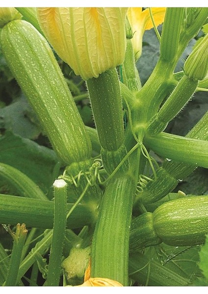 Tarım Hybrit Dolma Kabak Tohumu 10 Adet Tohum