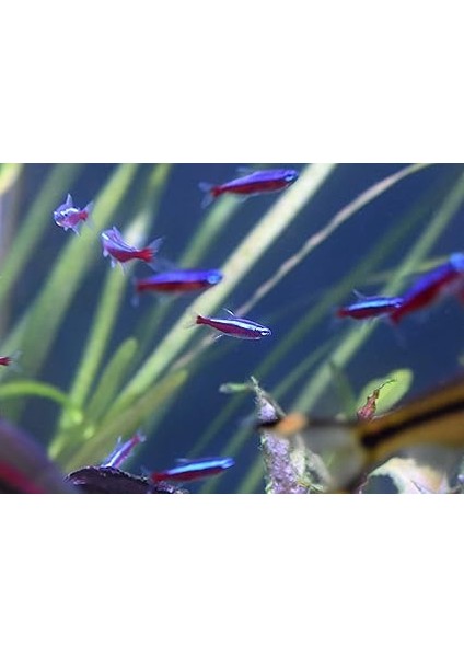 Stabilite Su Arıtma Stability Tank Stabilizasyon Sistemi 250 ml (Tekli Paket) indirimleri