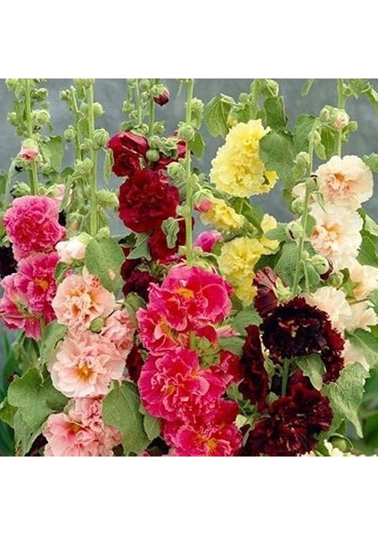 Karışık Renkli Katmerli Gül Hatmi Çiçeği Tohumu (40 Tohum) fiyatları