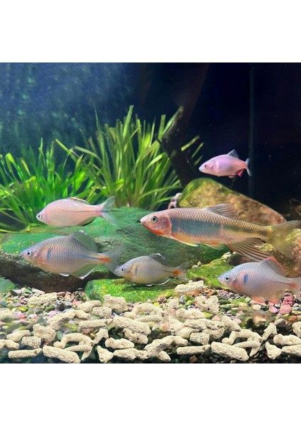 Ezilmiş Mercan Filtresi Akvaryum Balık Tankı Ezilmiş Mercan Tatlı Su Akvaryumu Ph Akvaryum Biyo Filtre Medya Çantası (Yurt Dışından) indirimleri