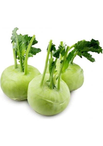 Tarım Yerli Doğal Kohlrabi Yer Lahanası Cehennem Topuzu Yeşil Alabaş Turpu 100 Adet Tohum