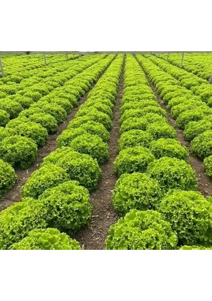 Marul (Çoklu Tohum) - 5 Gram modelleri