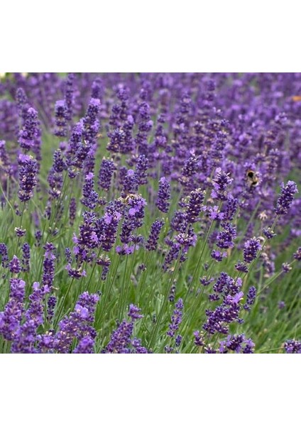 Lavanta Tohumu (Kalıcı Keskin Kokulu) Mavi Renkli - 5 Tohum
