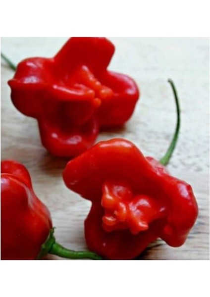 Ithal Kırmızı Gül Biberi Tohumu Ekim Seti 5 Tohum Biber Tohumu Saksı Toprak Kombin modelleri