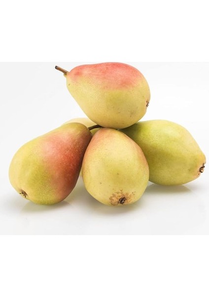 Sepetim 3 Yaş Aşılı Santa Maria Armut Fidanı