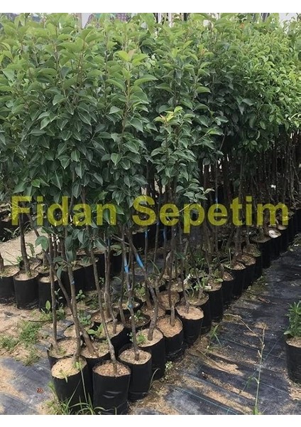Sepetim 3 Yaş Aşılı Santa Maria Armut Fidanı fiyatları