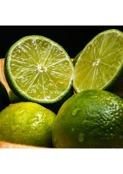 Sepetim 3 Yaş Tahiti Lime *üzeri Meyveli*