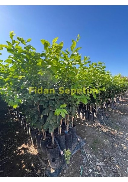 Sepetim 3 Yaş Tahiti Lime *üzeri Meyveli* fiyatları