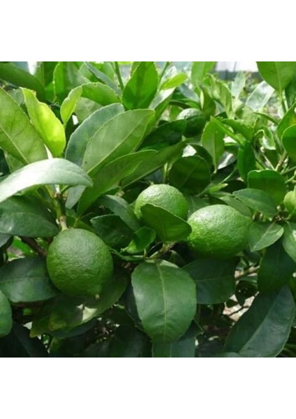 Sepetim 3 Yaş Tahiti Lime *üzeri Meyveli* modelleri