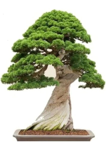 Look Okaliptüs Bonzai Ağacı Tohumu 5 Adet Bonsai Ağacı Tohumu TH-8777963100144